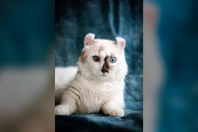 American Curl
