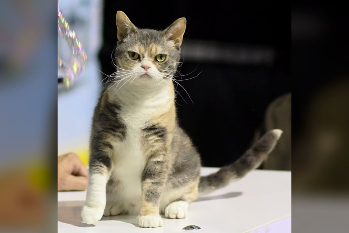 American Wirehair