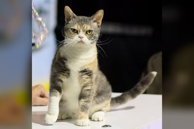 American Wirehair