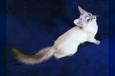 Balinais