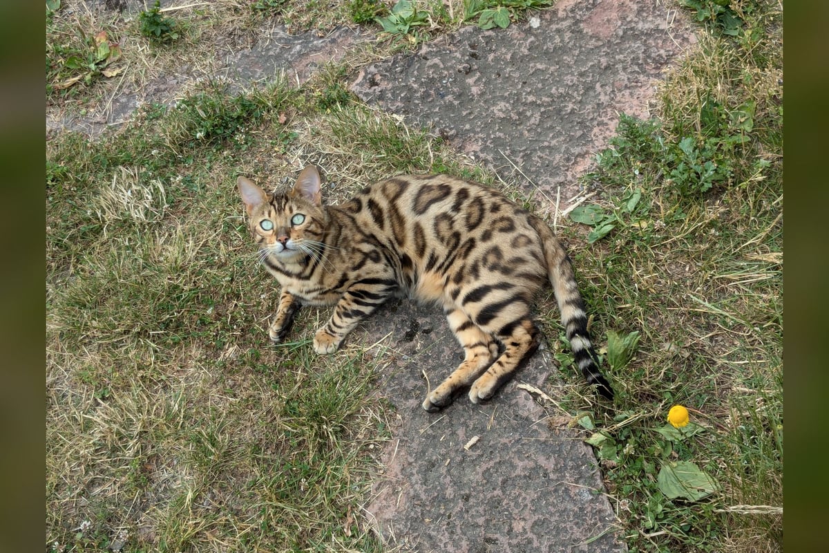 Bengal