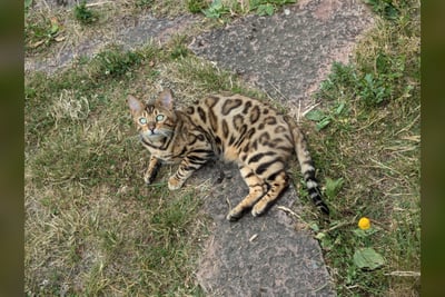 Bengal