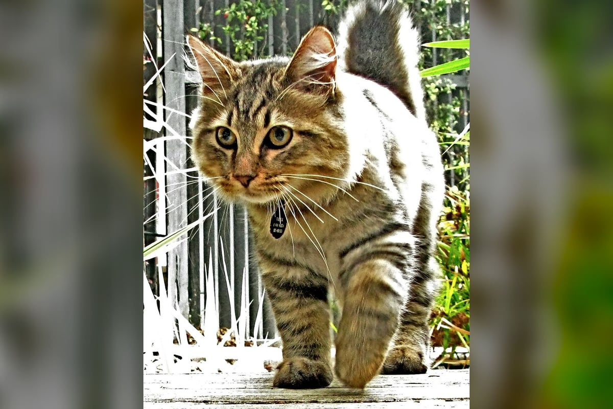 Bobtail Américain