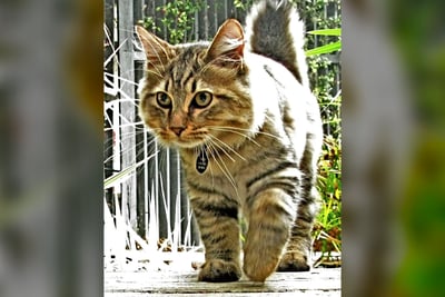 Bobtail Américain