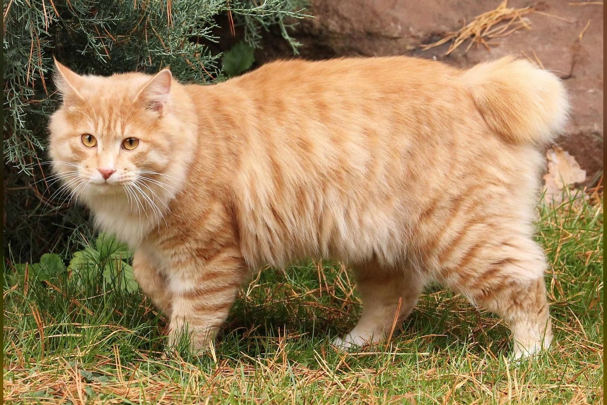 Bobtail des Kouriles