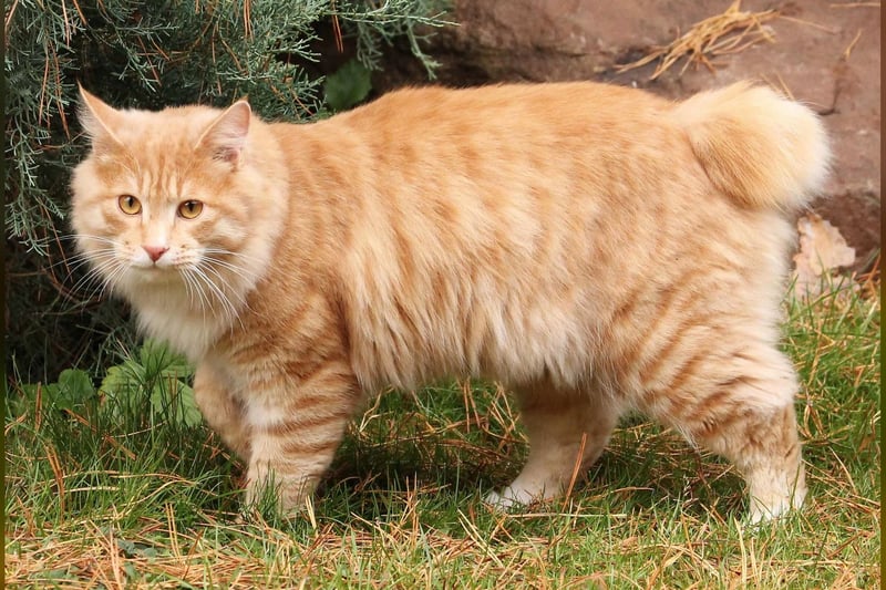 Bobtail des Kouriles
