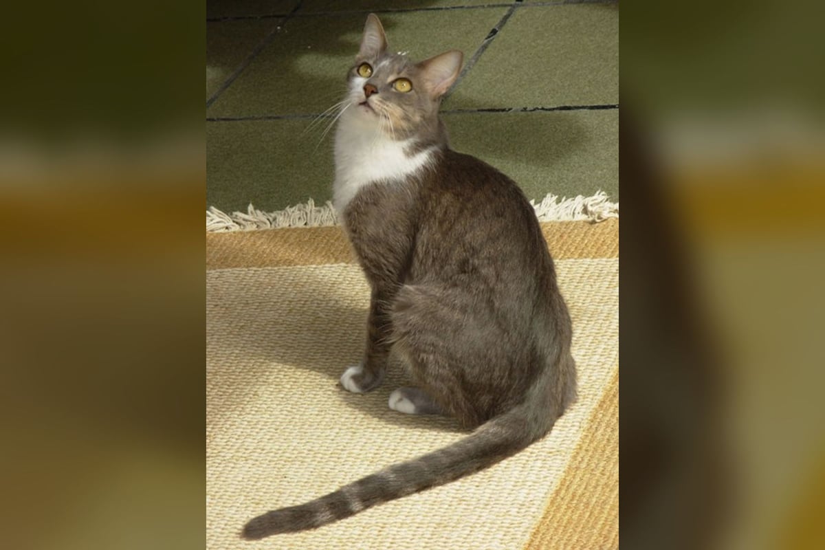 Brazilian Shorthair
