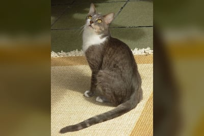 Brazilian Shorthair