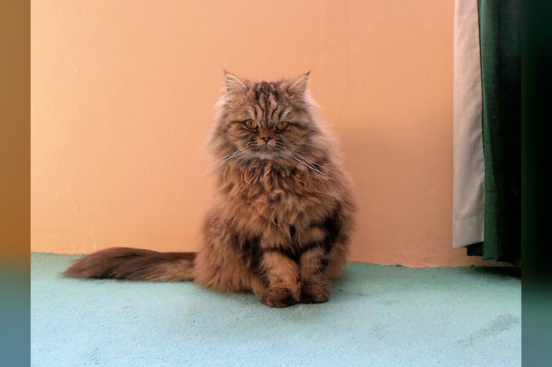 British Longhair