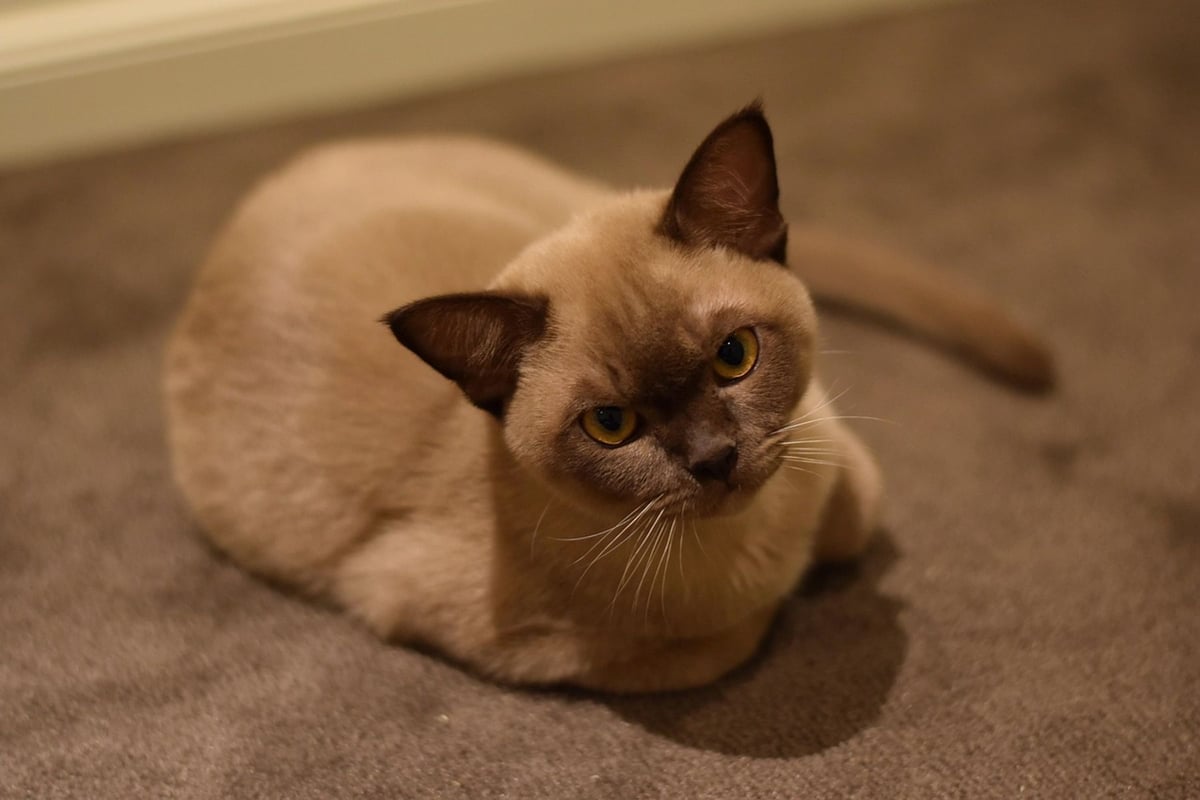 Burmese