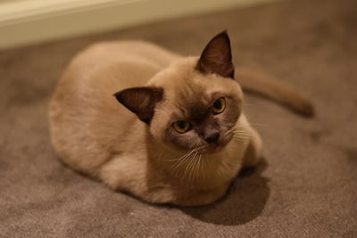 Burmese