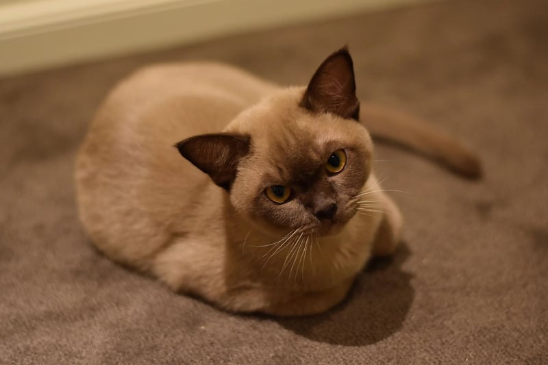 Burmese