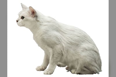 Burmilla
