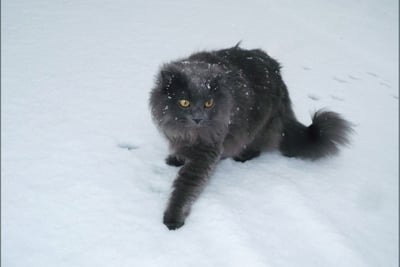 Chantilly-Tiffany