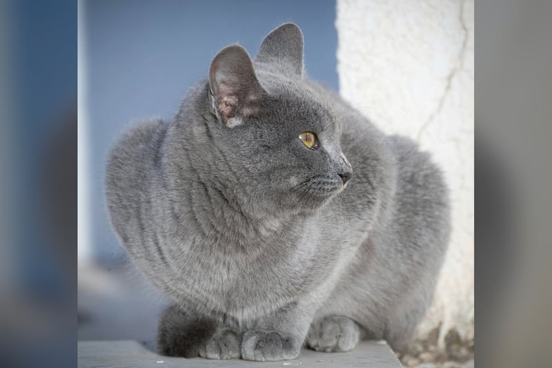 Chartreux