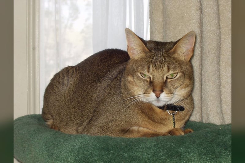 Chausie