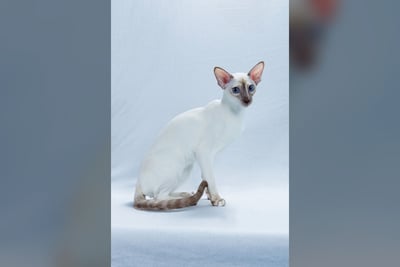 Colorpoint Shorthair