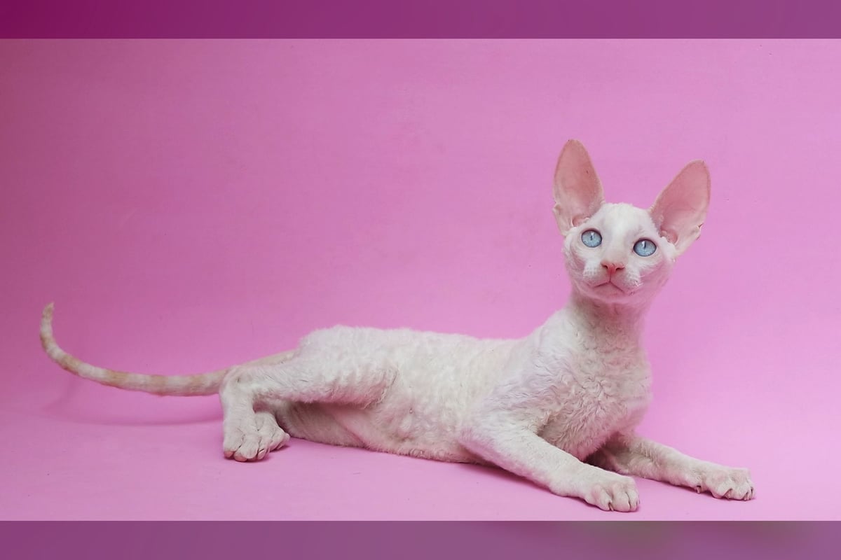 Cornish Rex