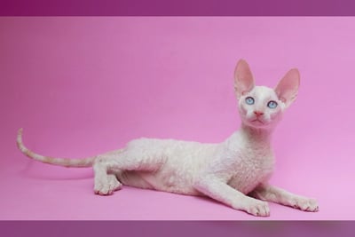Cornish Rex