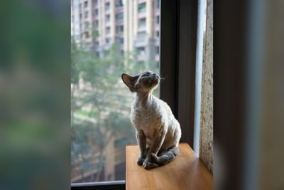 Devon Rex