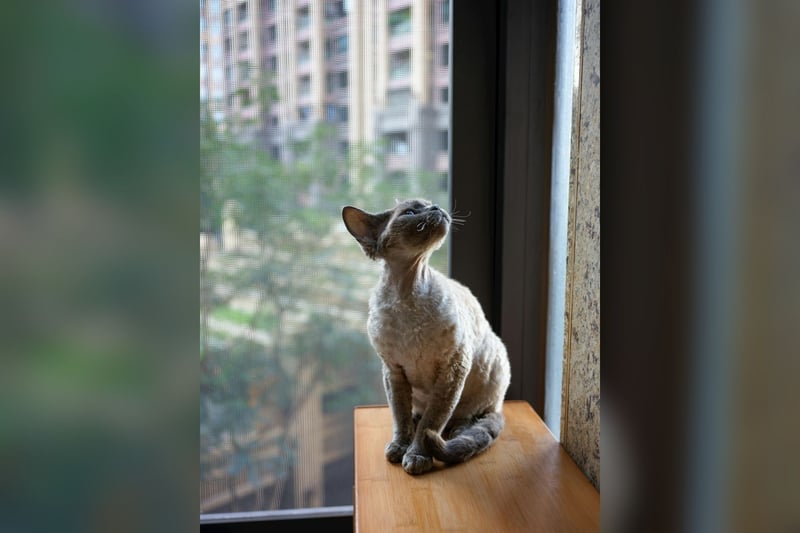 Devon Rex