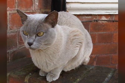 Burmese Européen