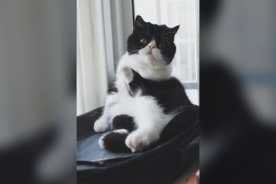 Exotic Shorthair