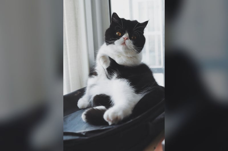Exotic Shorthair