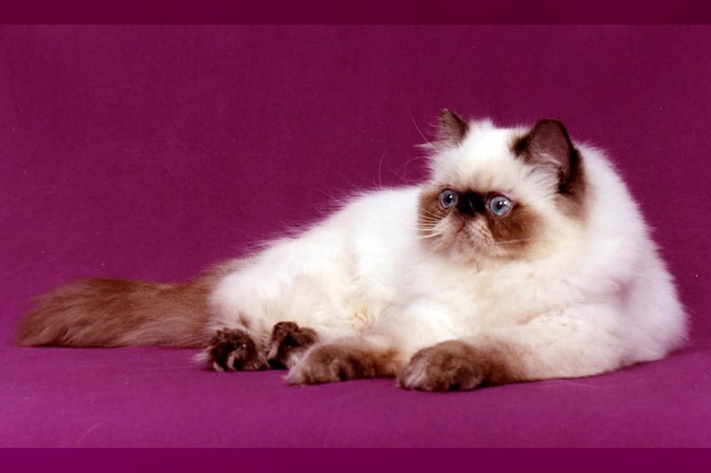 Himalayen