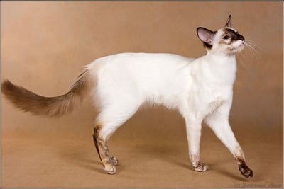 Javanais