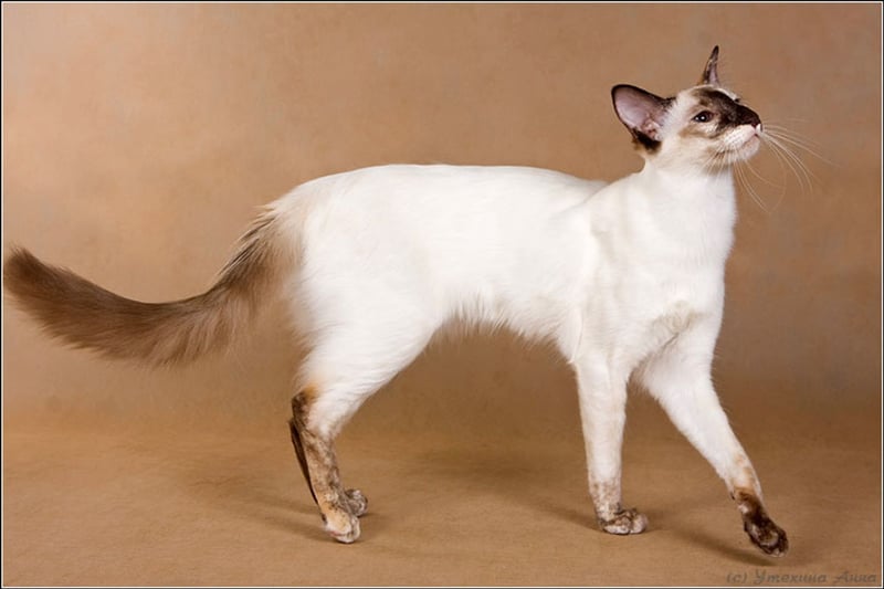 Javanais