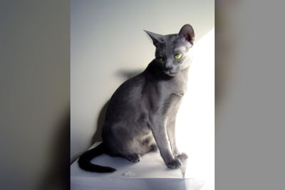 Korat