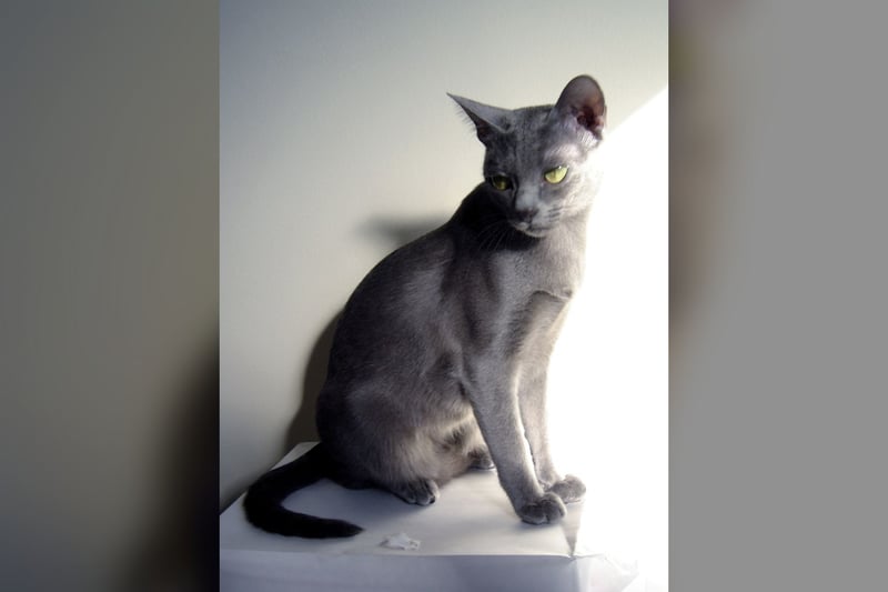 Korat