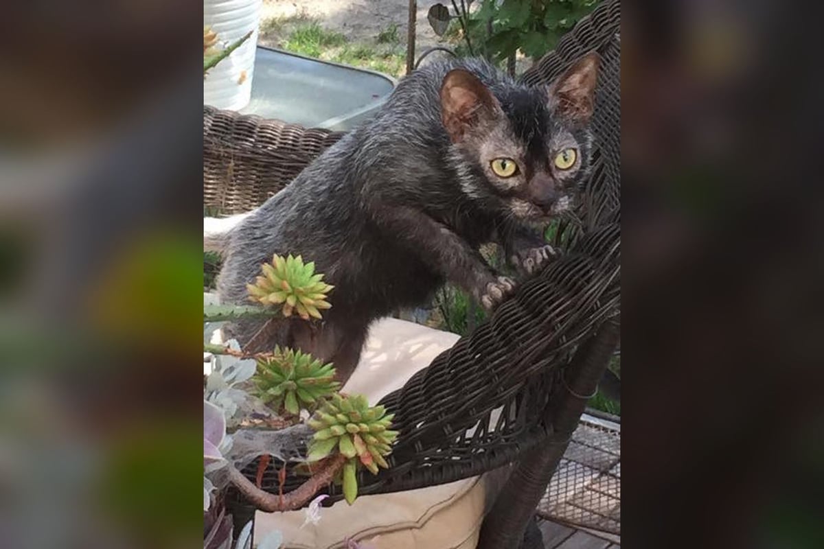 Lykoi