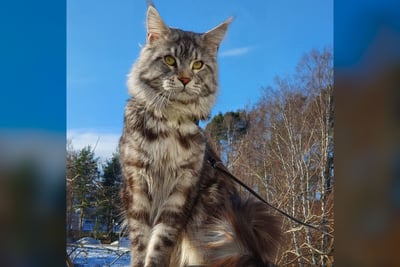 Maine Coon