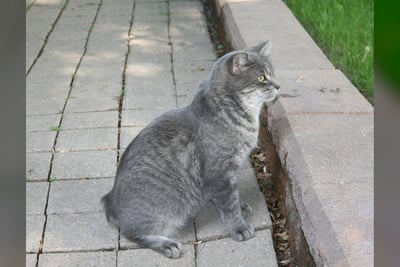 Manx
