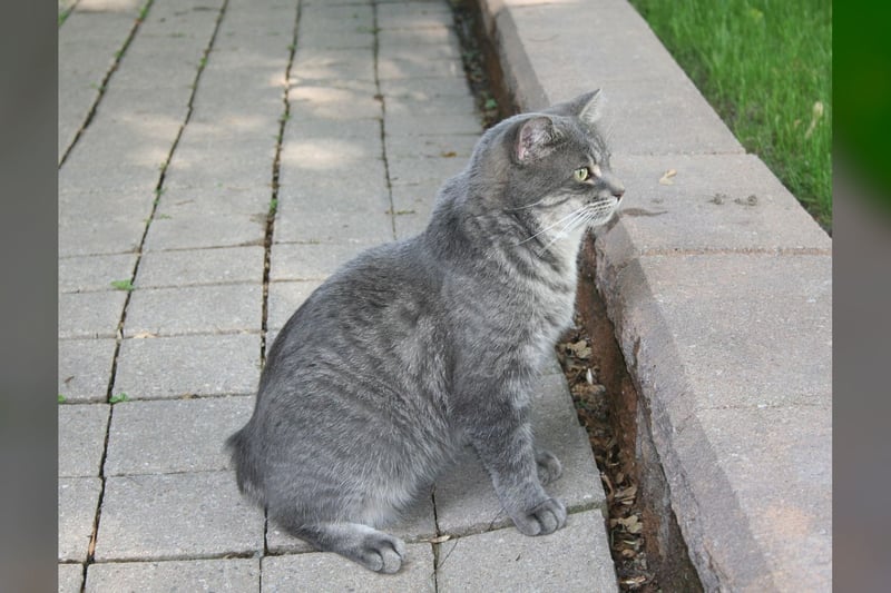 Manx