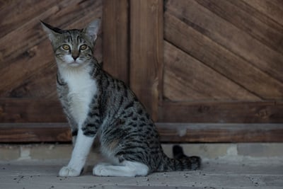 Ocicat