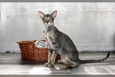Oriental Shorthair