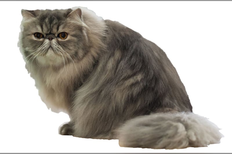 Persan