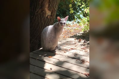 Peterbald