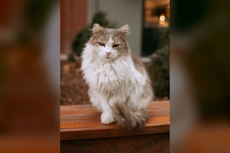 RagaMuffin