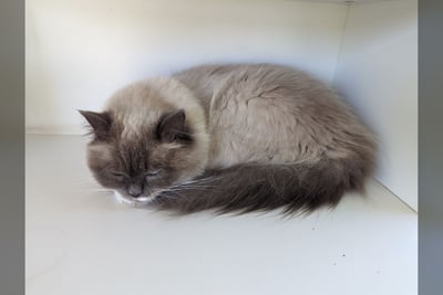 Ragdoll