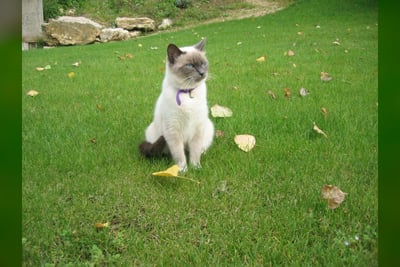 Sacré de Birmanie