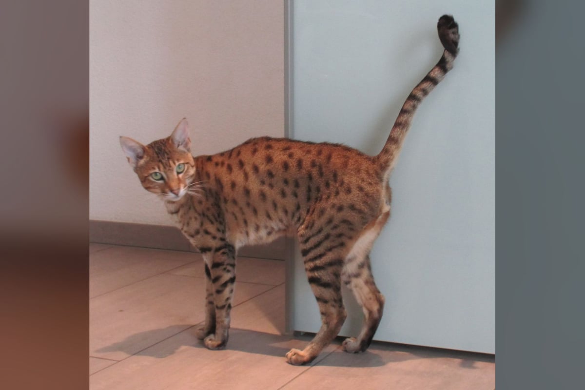 Savannah
