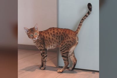 Savannah