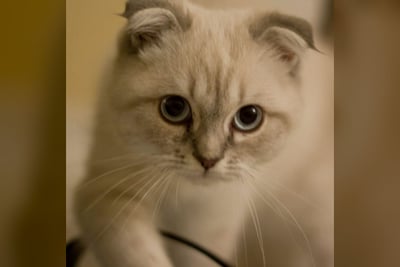 Scottish Fold