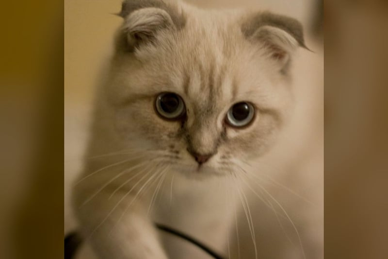 Scottish Fold