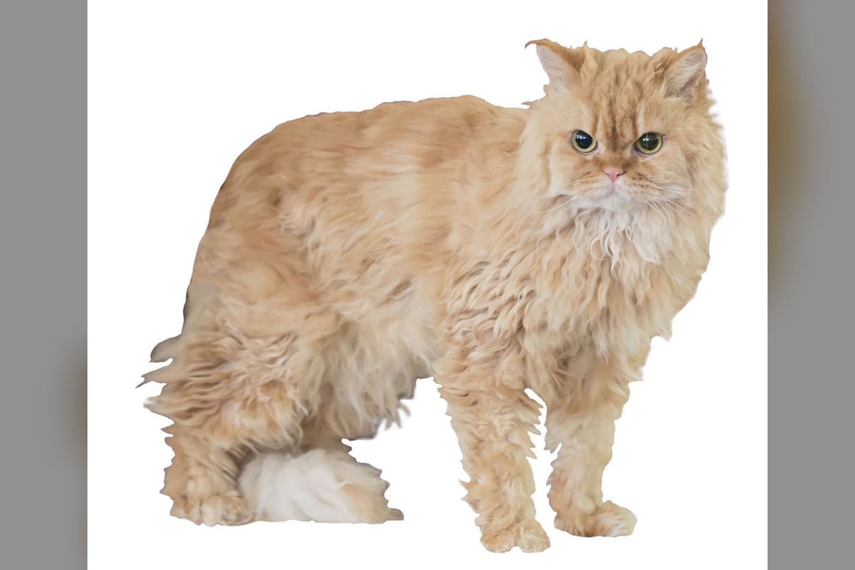 Selkirk Rex