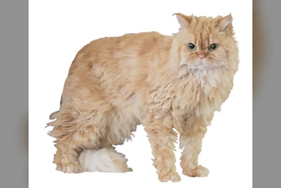Selkirk Rex